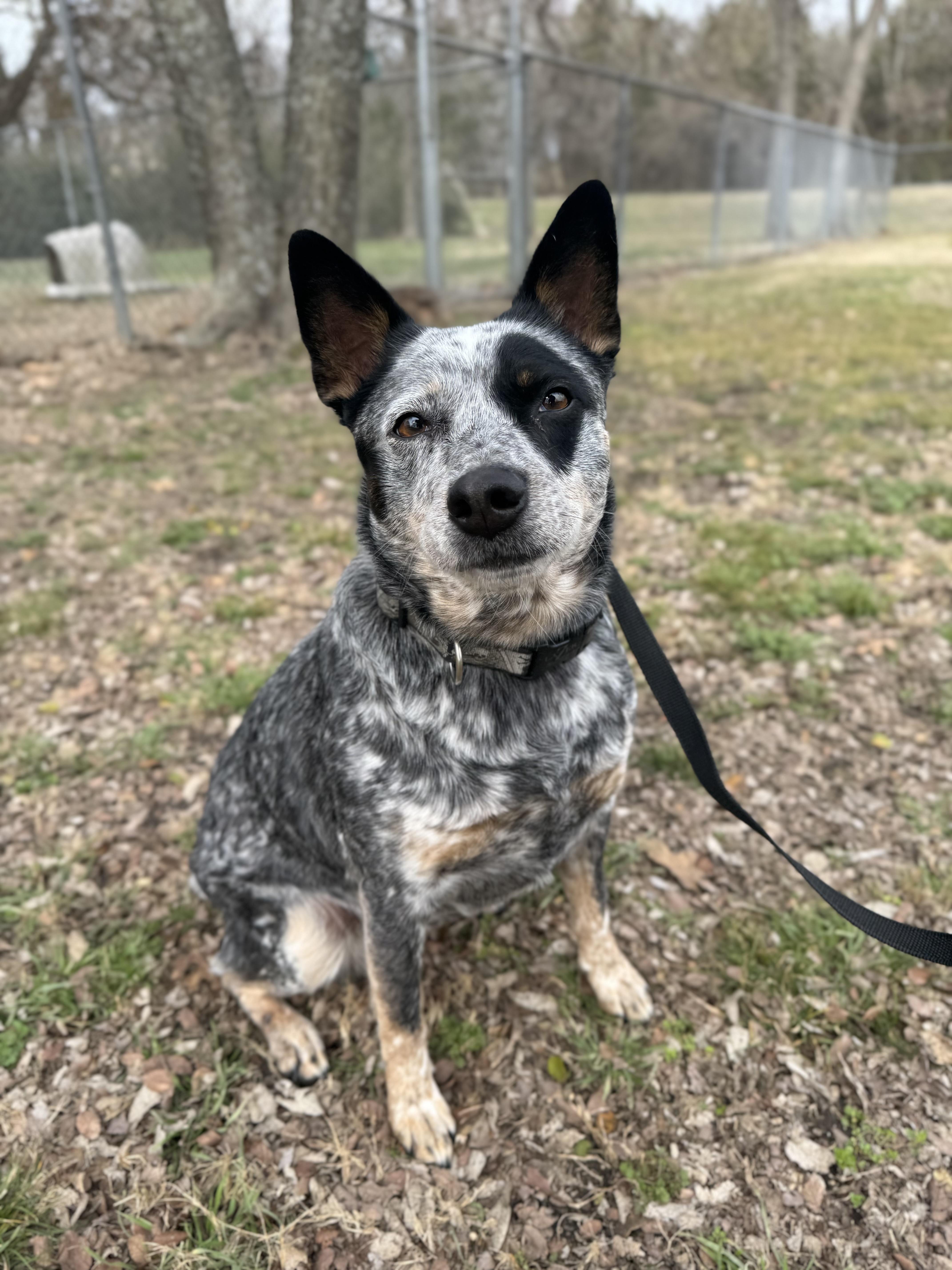 Enlarge Sue , a ADOPTABLE Australian Cattle Dog / Blue Heeler in Sherman, TX image 5/5