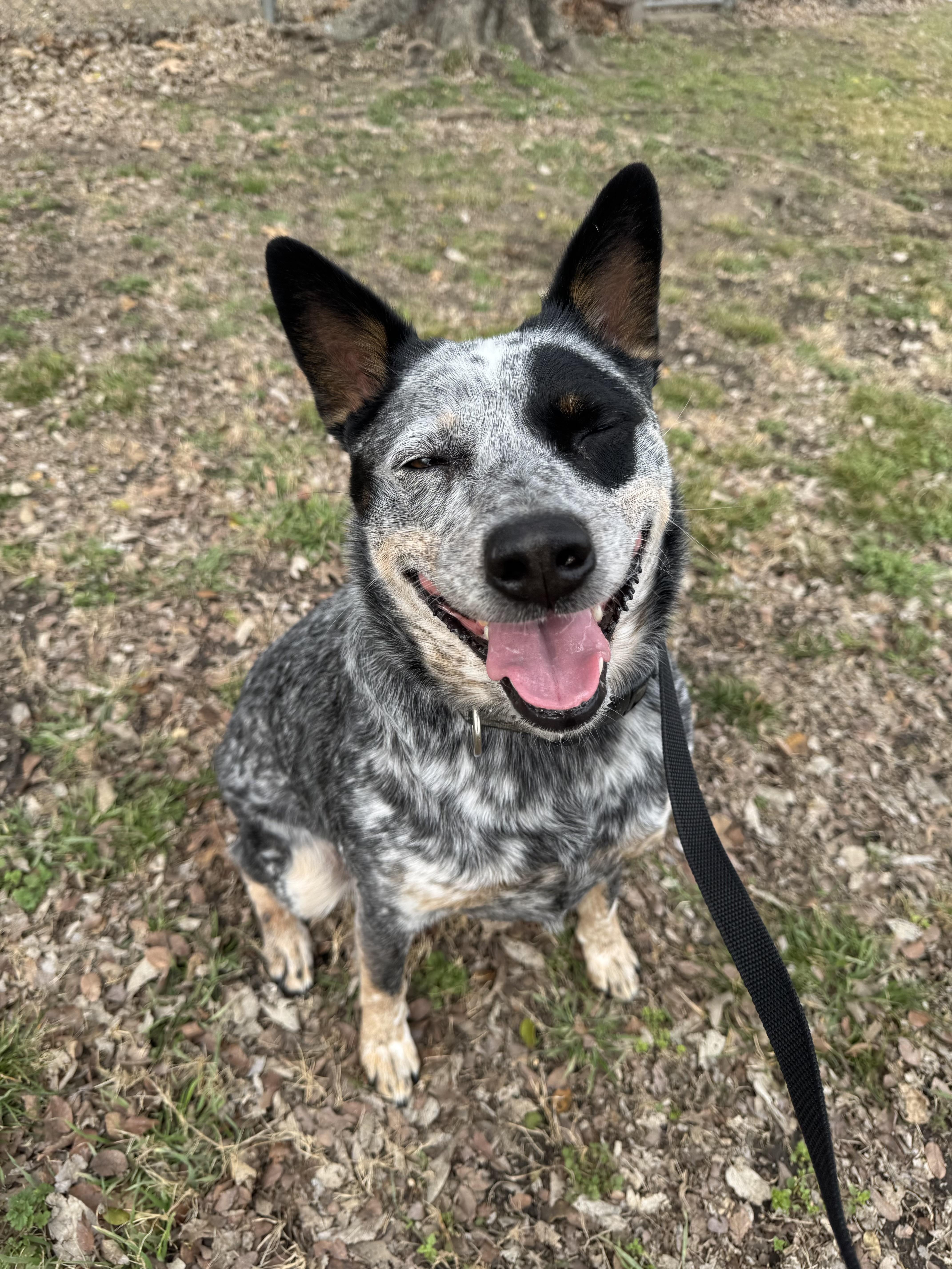 Enlarge Sue , a ADOPTABLE Australian Cattle Dog / Blue Heeler in Sherman, TX image 2/5