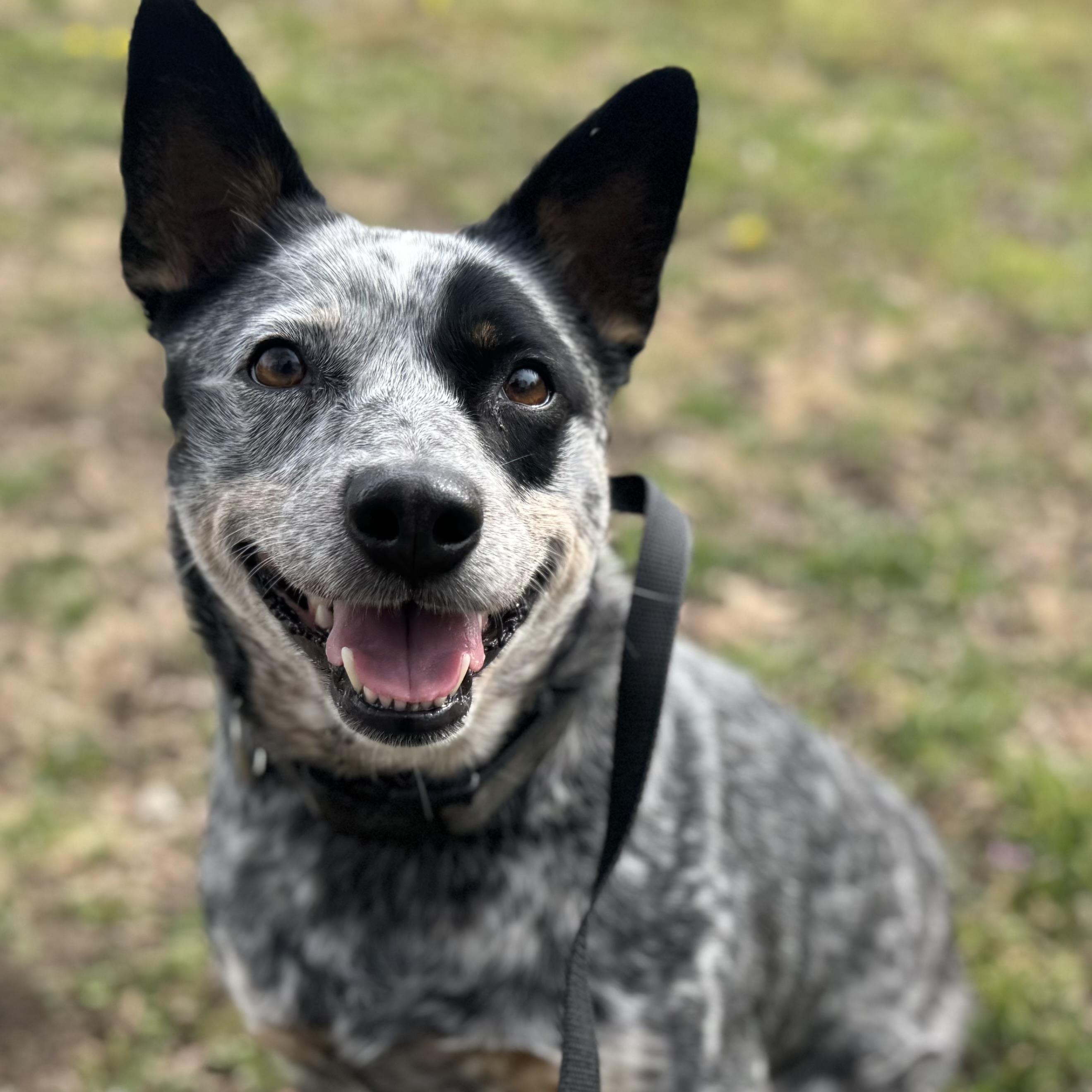 Sue , ADOPTABLE, Adult Female Australian Cattle Dog / Blue Heeler.