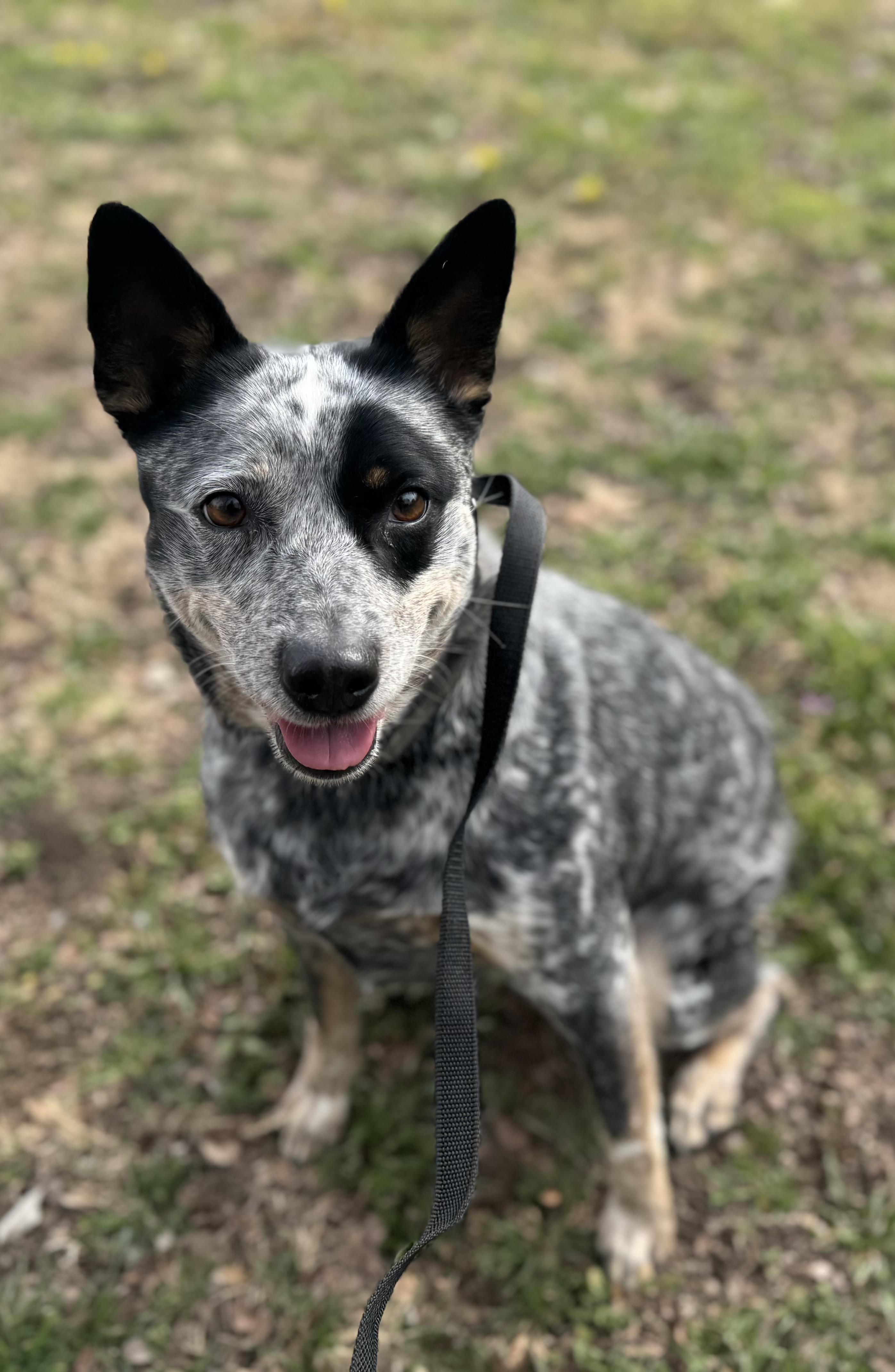 Enlarge Sue , a ADOPTABLE Australian Cattle Dog / Blue Heeler in Sherman, TX image 3/5