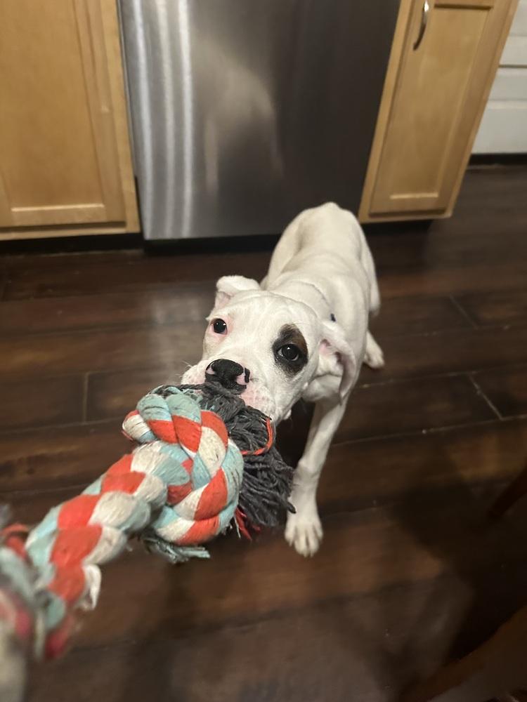Turk, a Adoptable Boxer in Columbus, OH image 1/6
