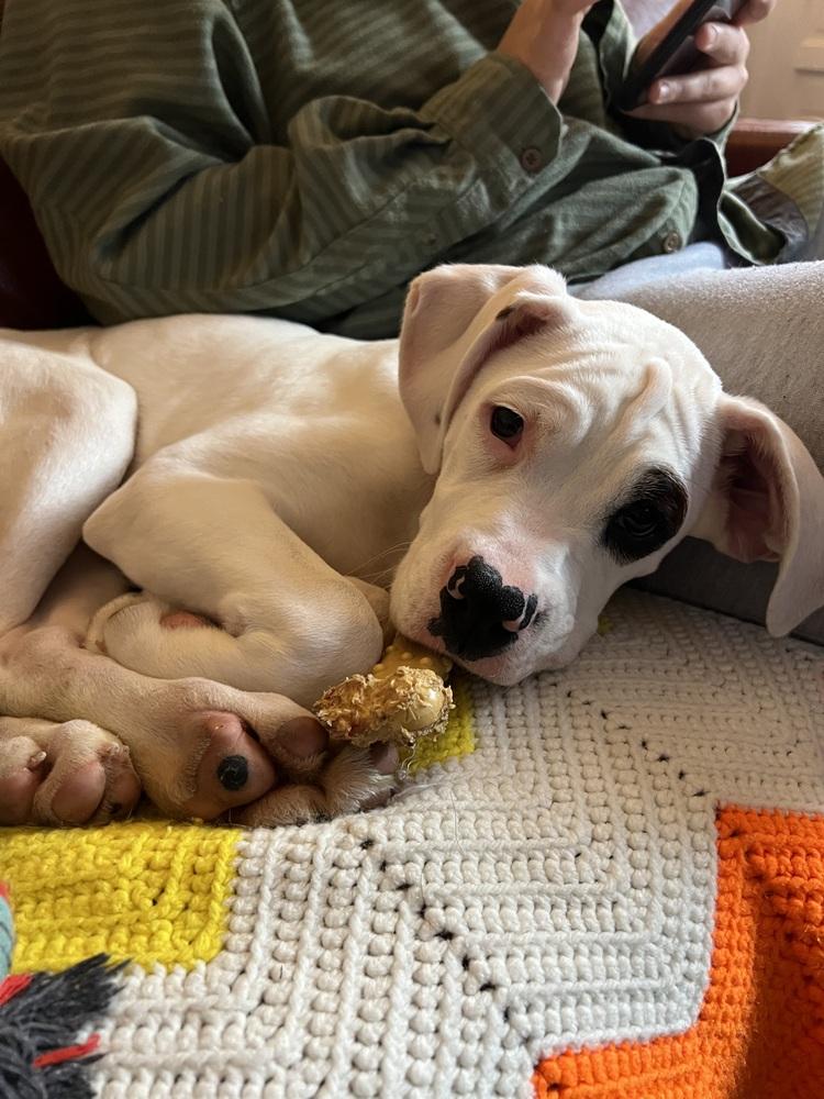 Turk, a Adoptable Boxer in Columbus, OH image 2/6