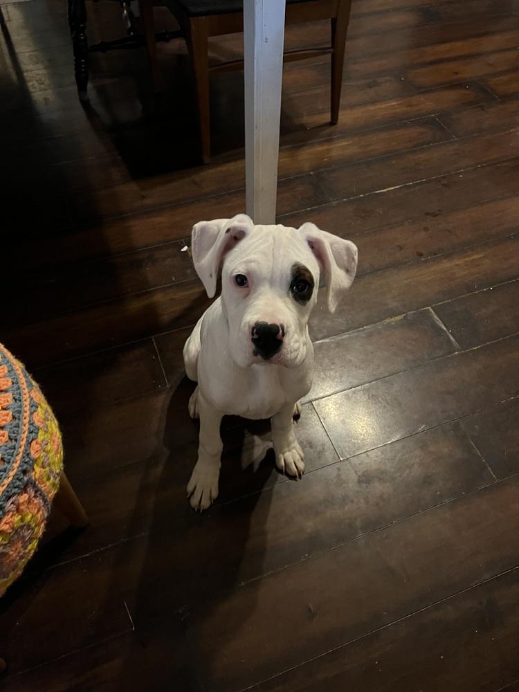 Turk, a Adoptable Boxer in Columbus, OH image 3/6