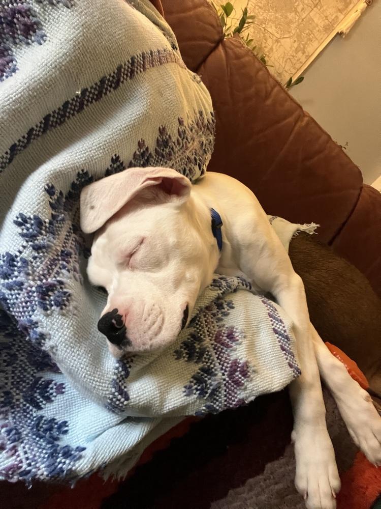 Turk, a Adoptable Boxer in Columbus, OH image 4/6