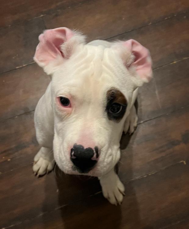 Turk, a Adoptable Boxer in Columbus, OH image 5/6