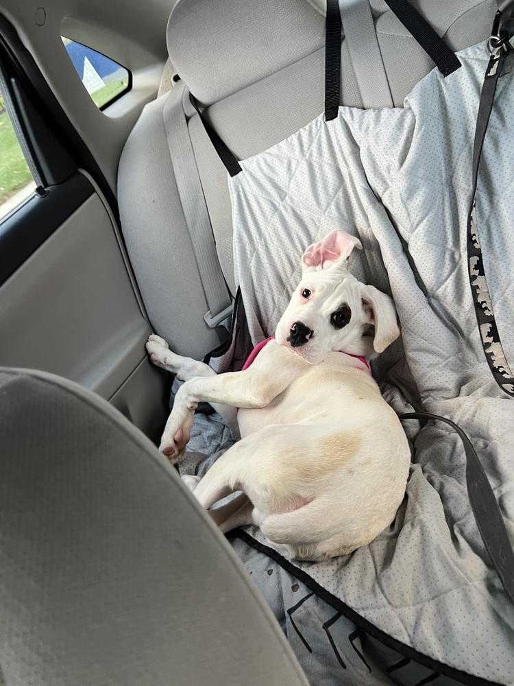 Turk, a Adoptable Boxer in Columbus, OH image 6/6