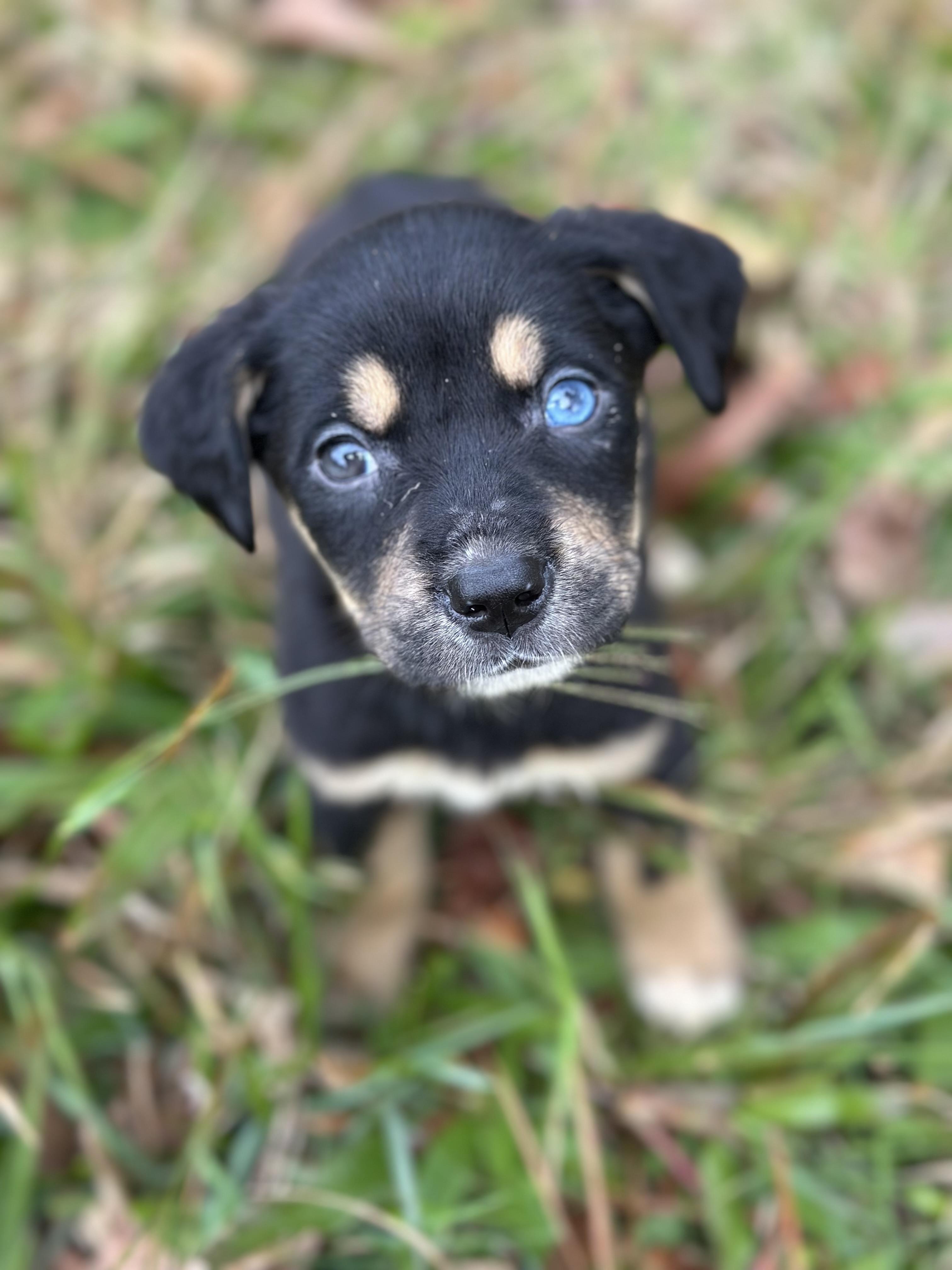 Enlarge Mina, a ADOPTABLE mixed breed in Butte, MT image 1/5