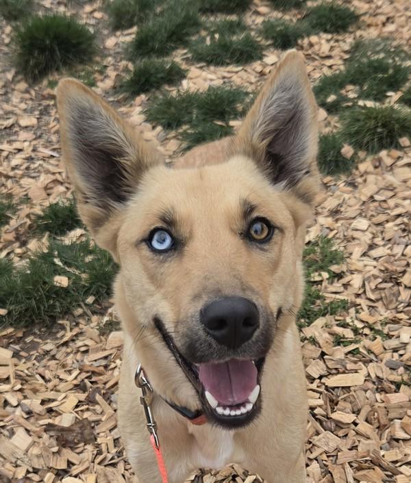 Sierra, Adoptable, Adult Female German Shepherd Dog & Siberian Husky.