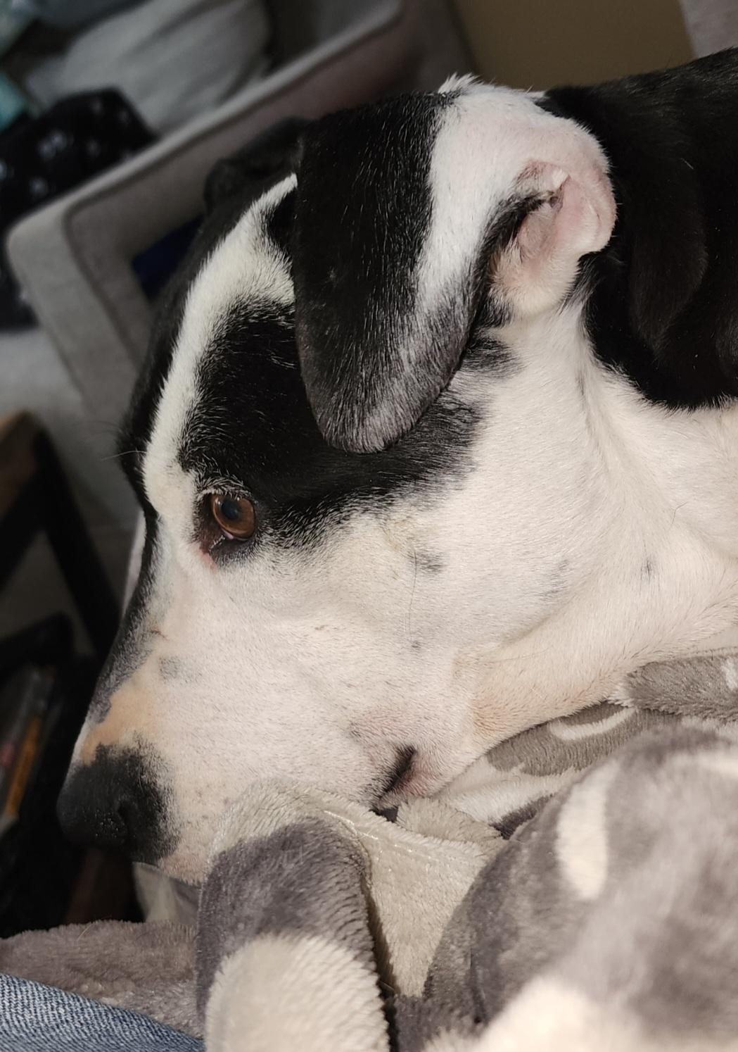 Enlarge Harley, a ADOPTABLE Pit Bull Terrier in Colorado Springs, CO image 2/4