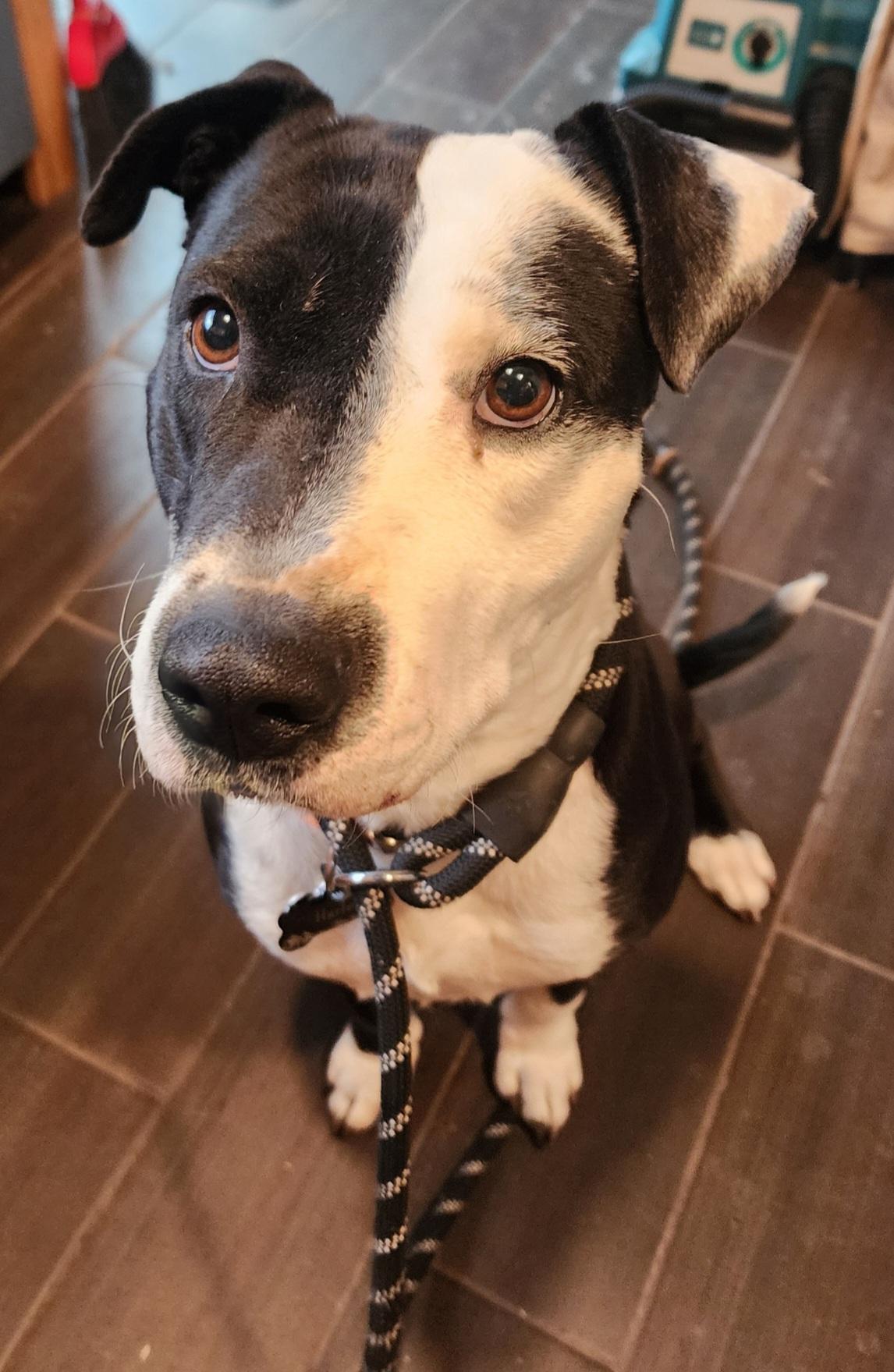 Enlarge Harley, a ADOPTABLE Pit Bull Terrier in Colorado Springs, CO image 1/4