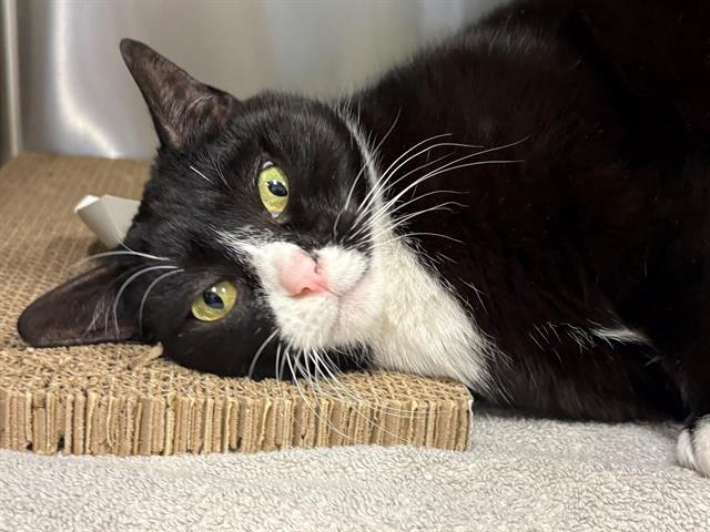CHLOE, Adoptable, Adult Female Domestic Short Hair.