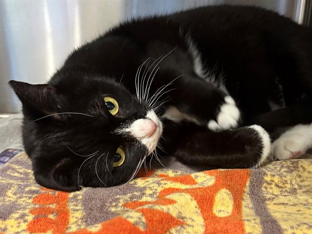 CHLOE, Adoptable, Adult Female Domestic Short Hair.