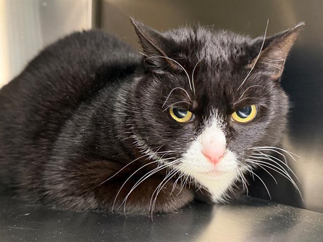 Enlarge CHLOE, a Adoptable Domestic Short Hair in Santa Rosa, CA image 1/1