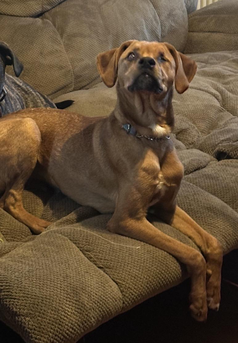 Enlarge Sleepy (PA) FUN!, a Adoptable mixed breed in Bloomsburg, PA image 1/3