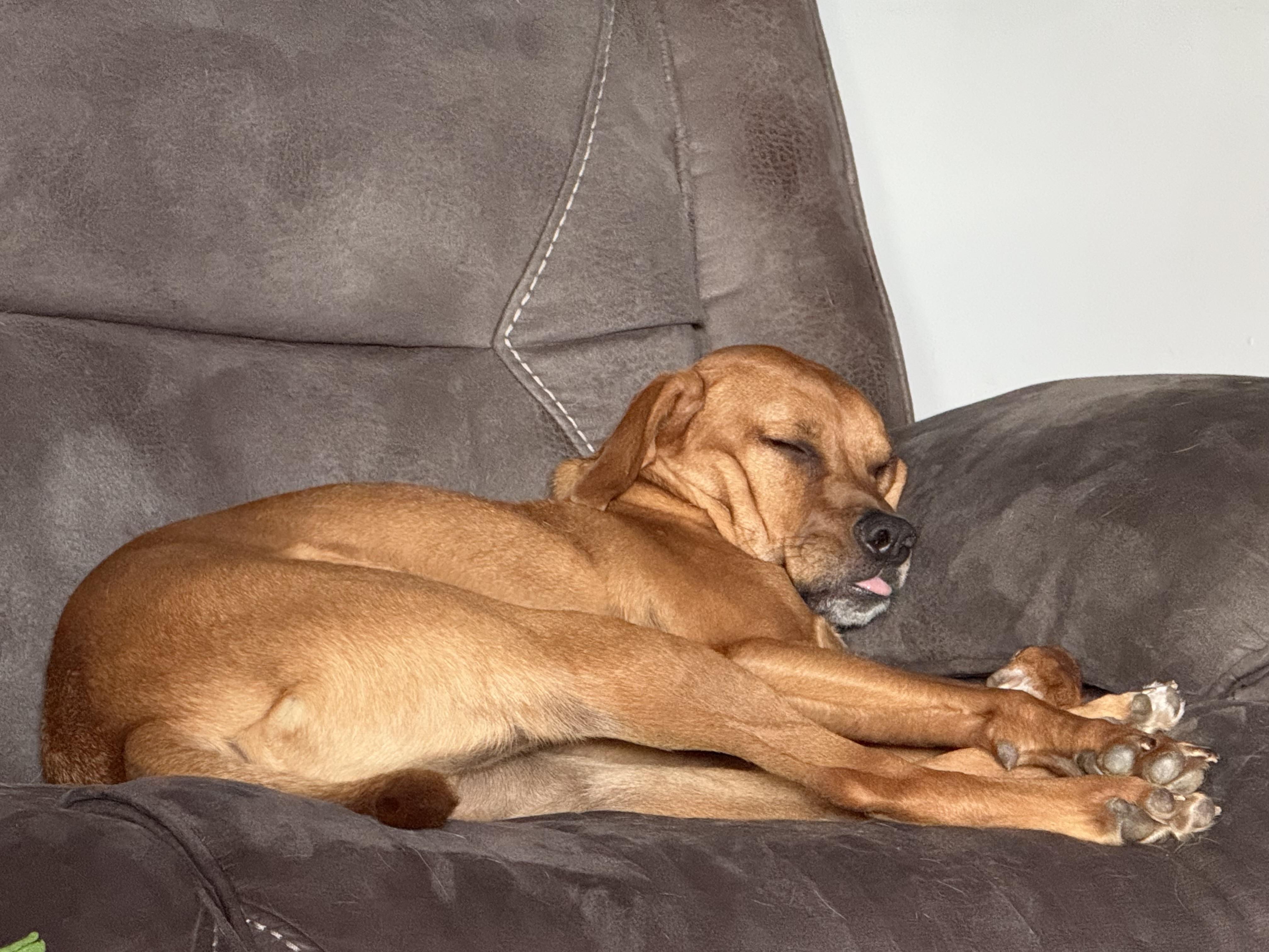 Enlarge Sleepy (PA) FUN!, a Adoptable mixed breed in Bloomsburg, PA image 2/3