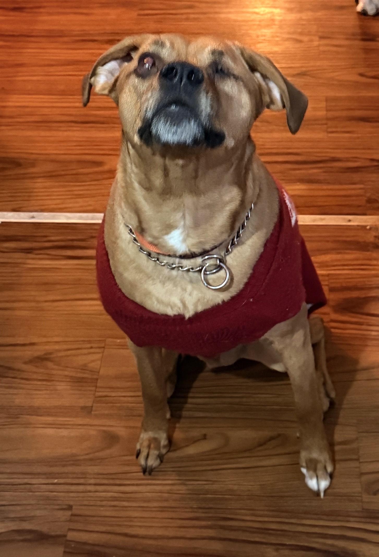 Enlarge Sleepy (PA) FUN!, a Adoptable mixed breed in Bloomsburg, PA image 1/4