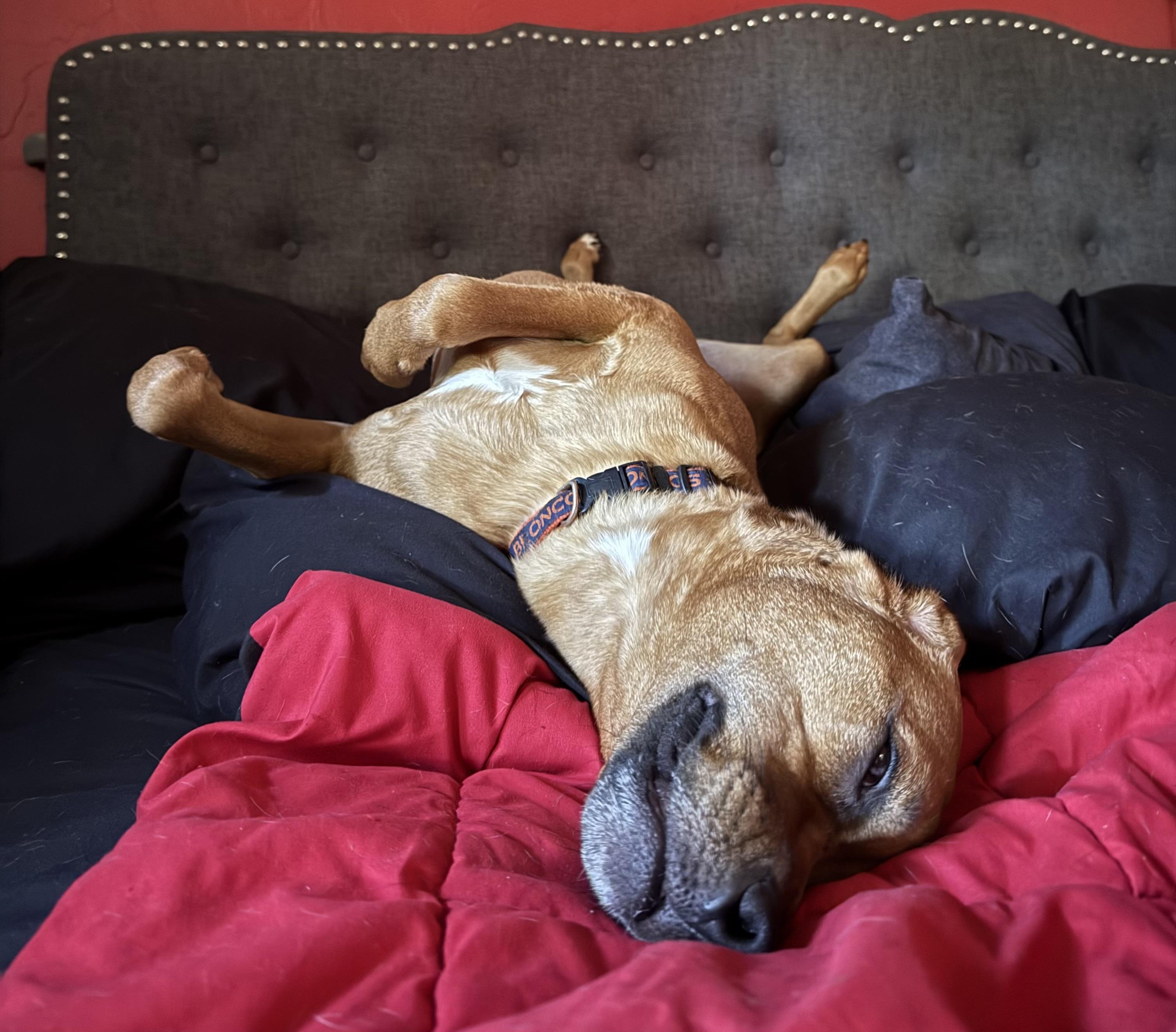 Enlarge Sleepy (PA) FUN!, a Adoptable mixed breed in Bloomsburg, PA image 3/3