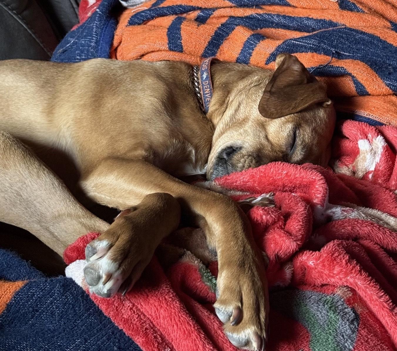 Enlarge Sleepy (PA) FUN!, a Adoptable mixed breed in Bloomsburg, PA image 4/4