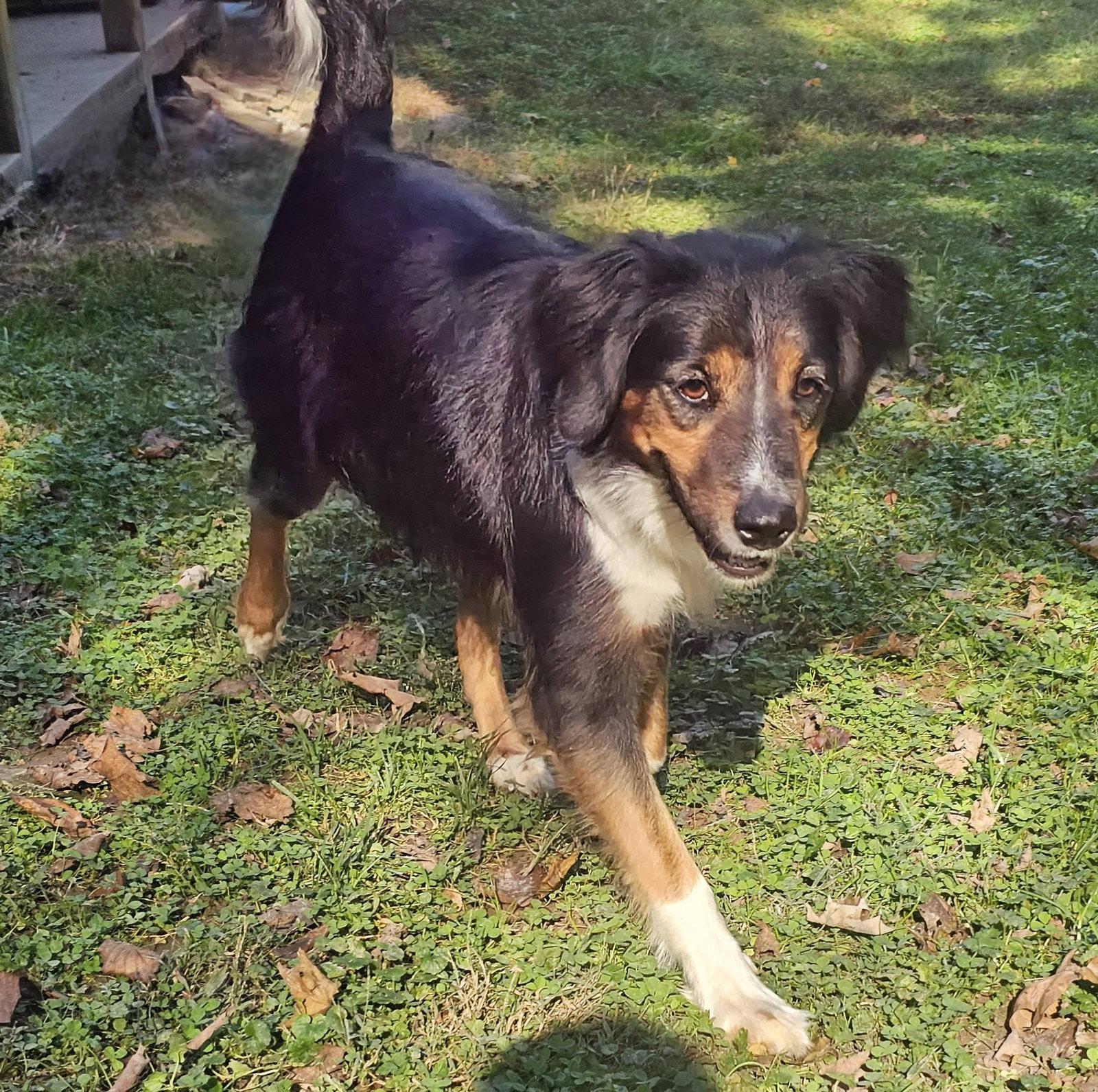 Flash, Adoptable, Adult Male Mixed Breed.