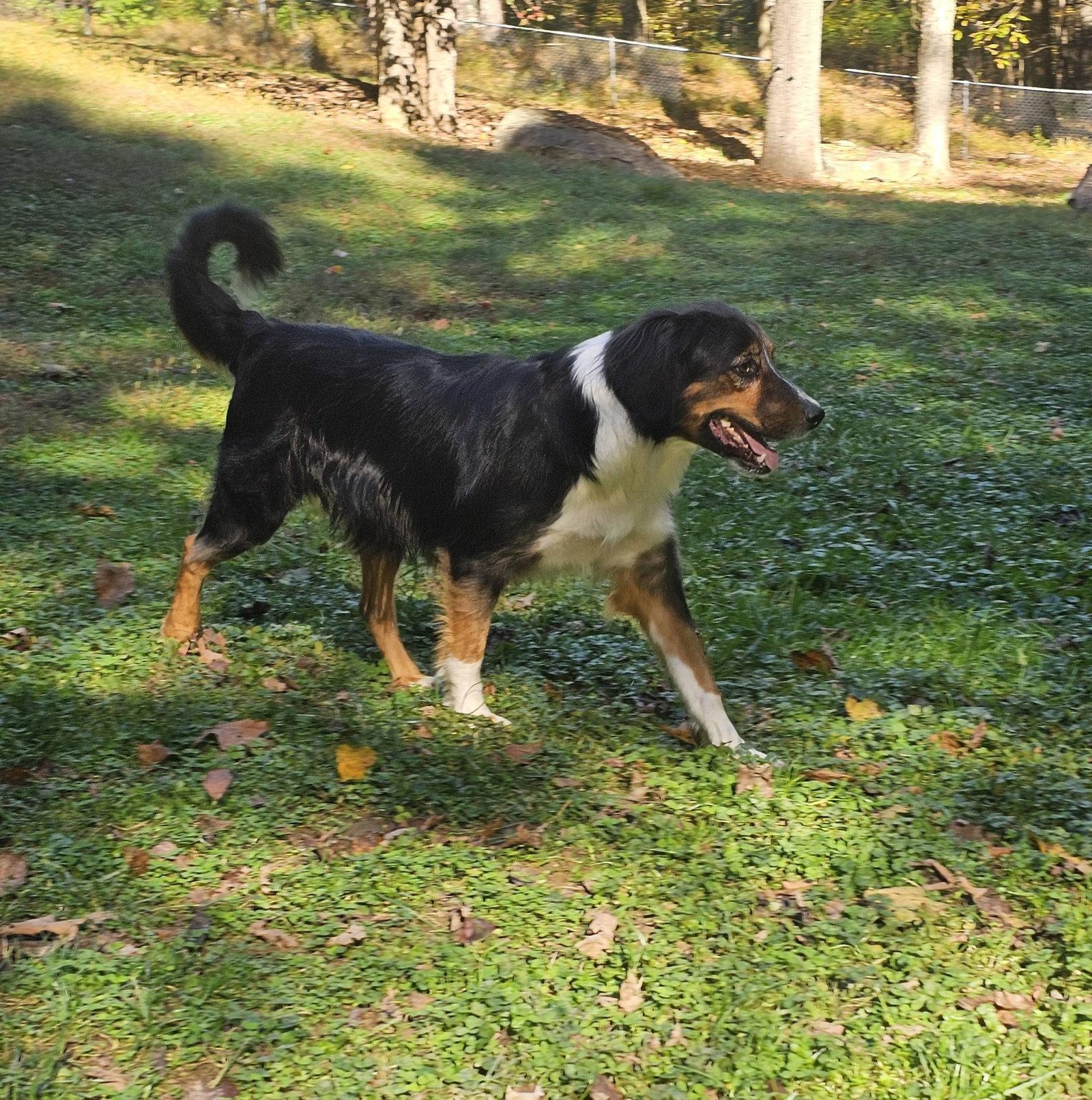 Enlarge Flash, a Adoptable Mixed Breed in Fairmont, WV image 2/3