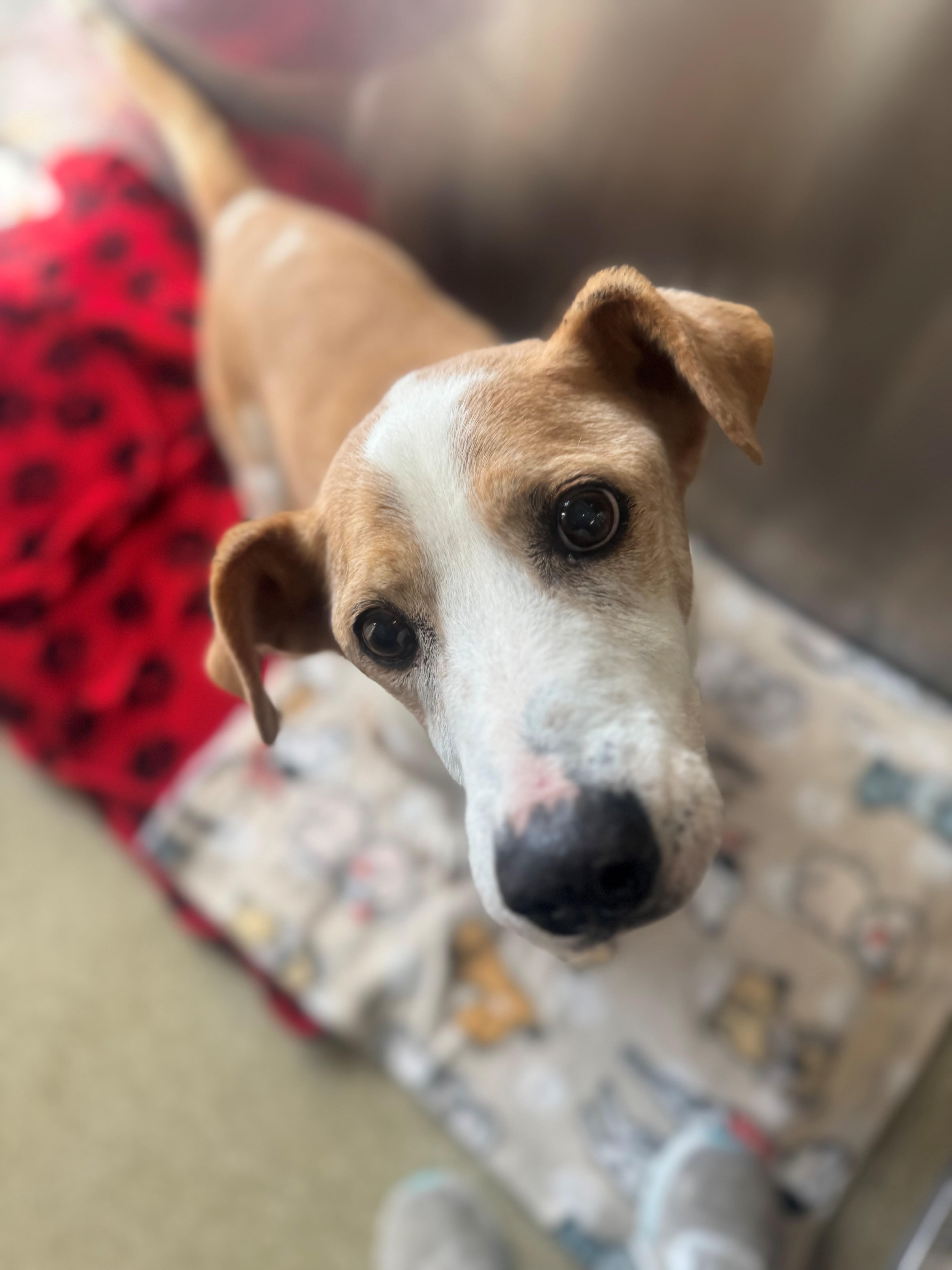 Rusty photo