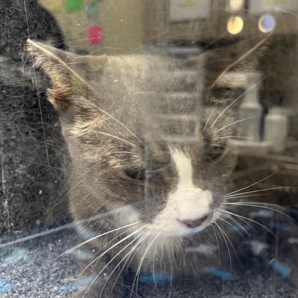 Olive, Adoptable, Adult Female Domestic Short Hair.