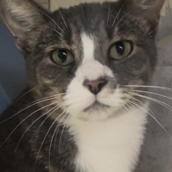 Olive, a Adoptable Domestic Short Hair in Galveston, TX image 2/2