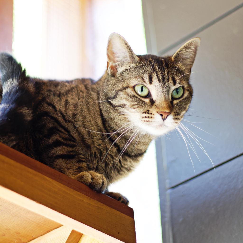 Enlarge Queen Mom, a Adoptable Domestic Short Hair in Cumming, GA image 1/6