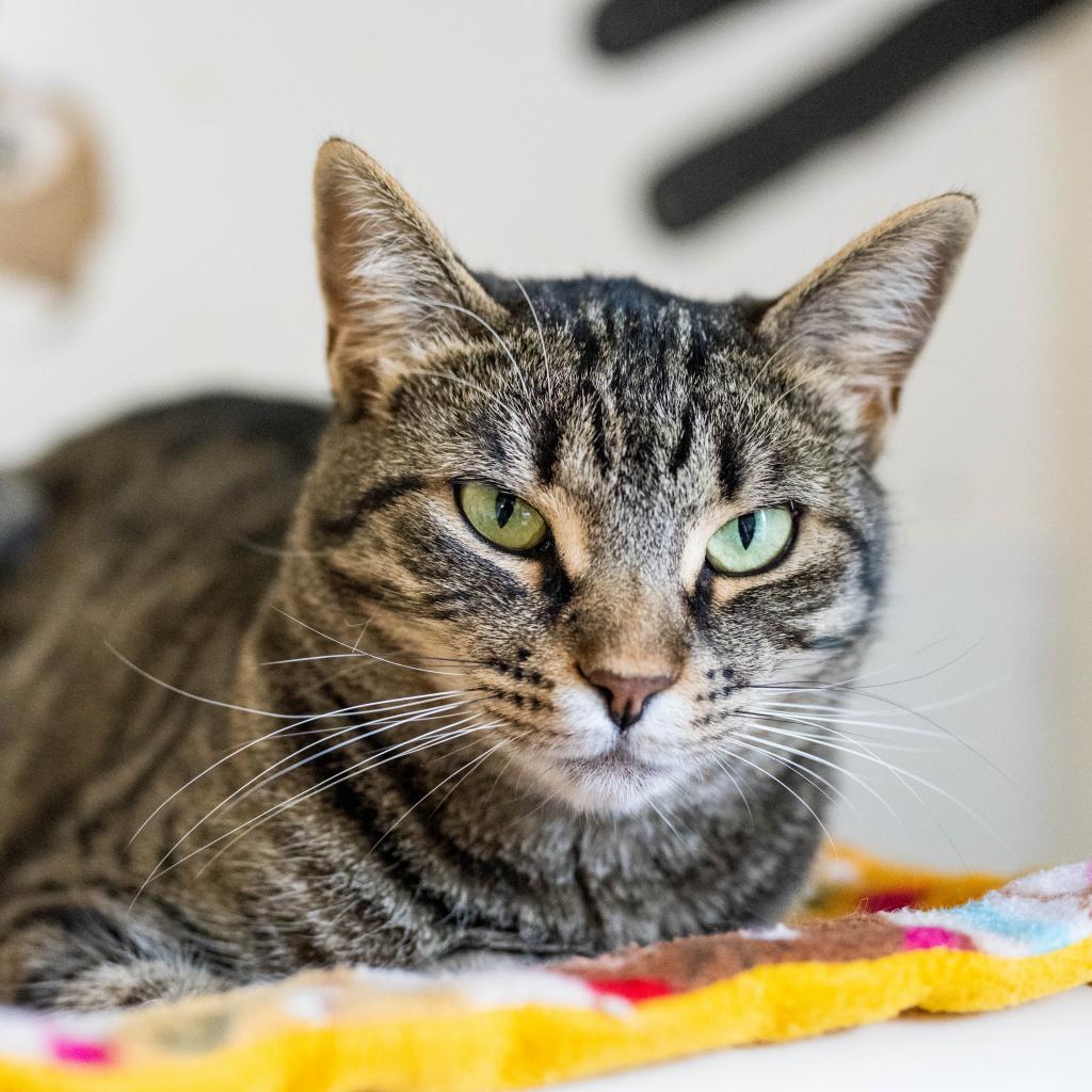 Enlarge Queen Mom, a Adoptable Domestic Short Hair in Cumming, GA image 2/6