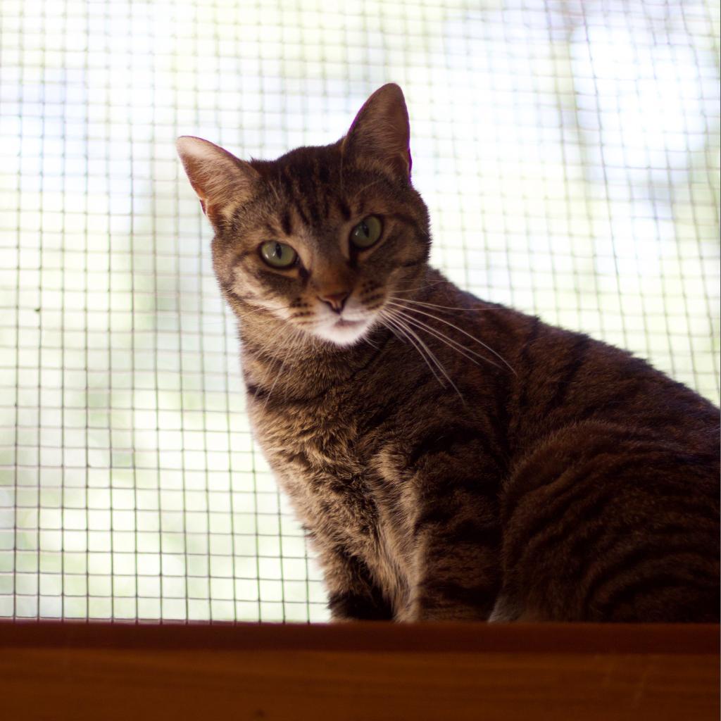 Enlarge Queen Mom, a Adoptable Domestic Short Hair in Cumming, GA image 3/6