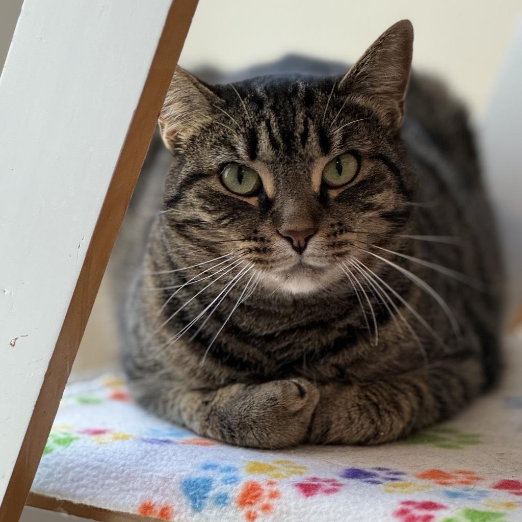 Enlarge Queen Mom, a Adoptable Domestic Short Hair in Cumming, GA image 4/6