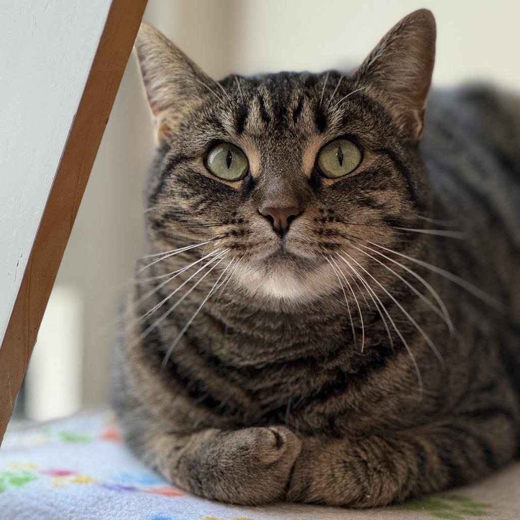 Enlarge Queen Mom, a Adoptable Domestic Short Hair in Cumming, GA image 5/6