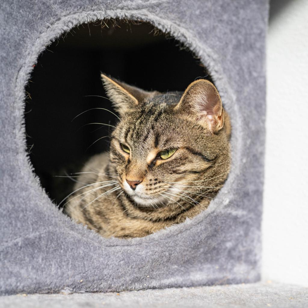 Enlarge Queen Mom, a Adoptable Domestic Short Hair in Cumming, GA image 6/6