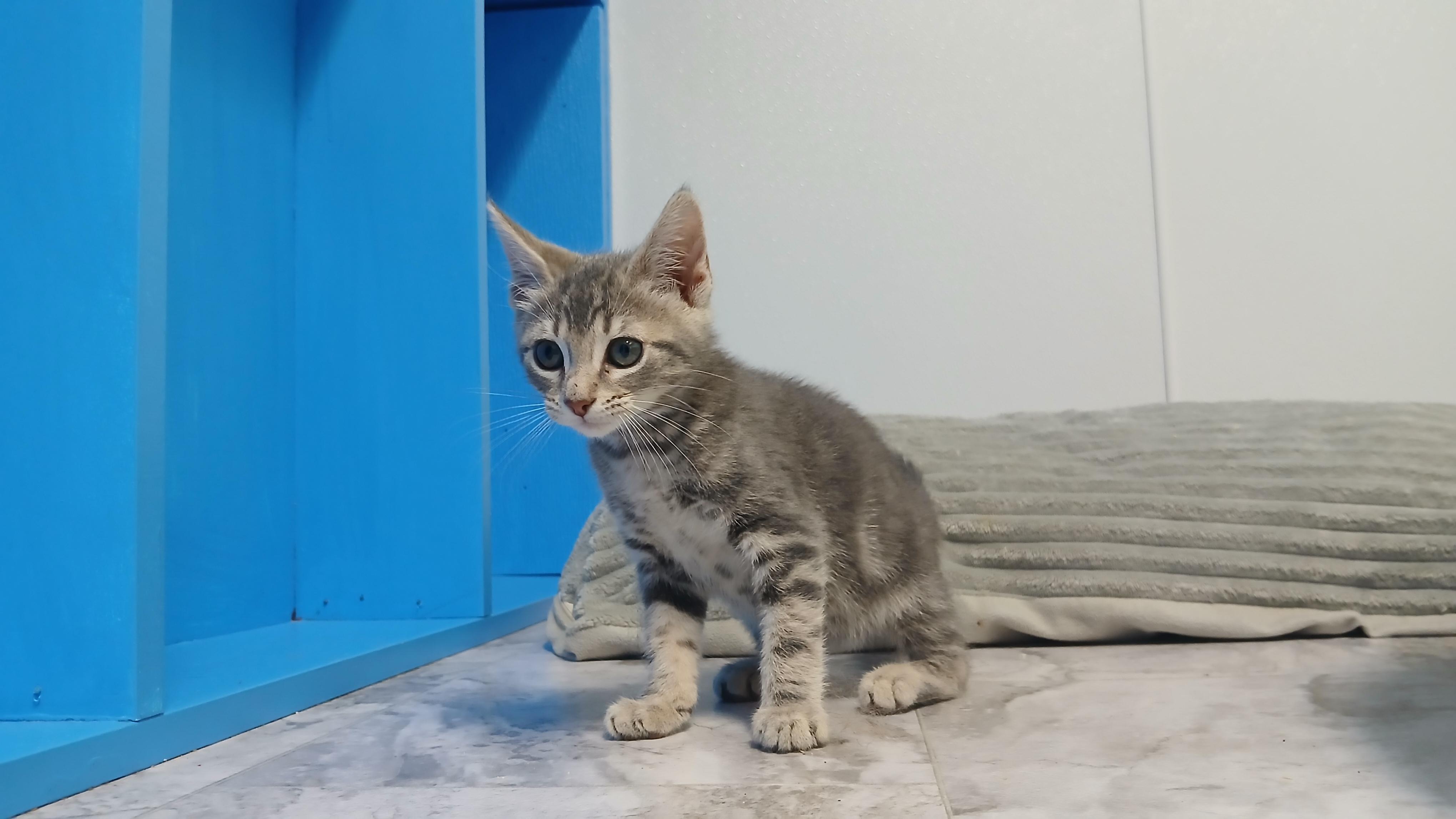 Enlarge Dior, an adopted Domestic Short Hair in Cullowhee, NC image 4/6