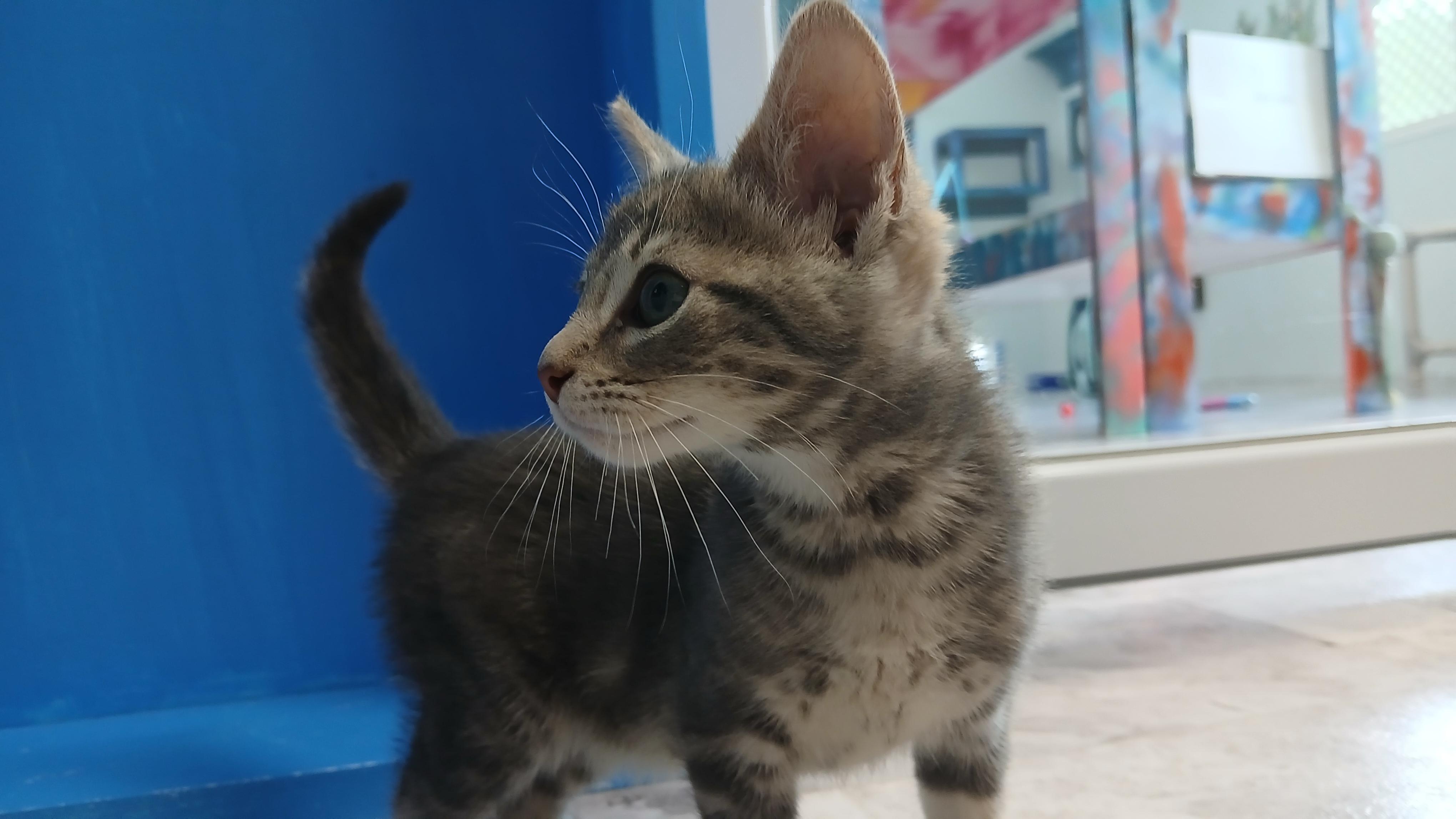 Enlarge Dior, an adopted Domestic Short Hair in Cullowhee, NC image 6/6