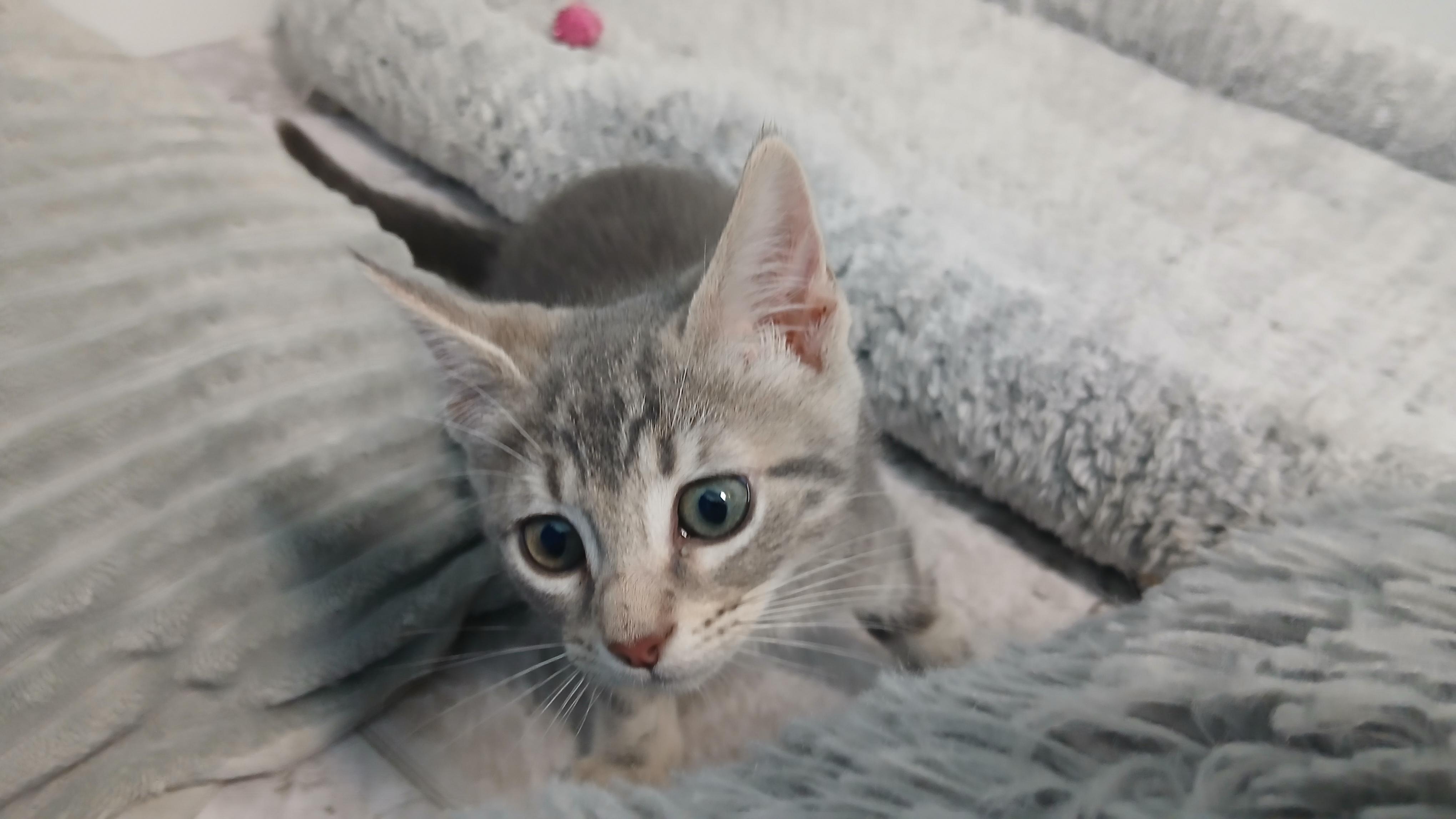 Enlarge Dior, an adopted Domestic Short Hair in Cullowhee, NC image 3/6