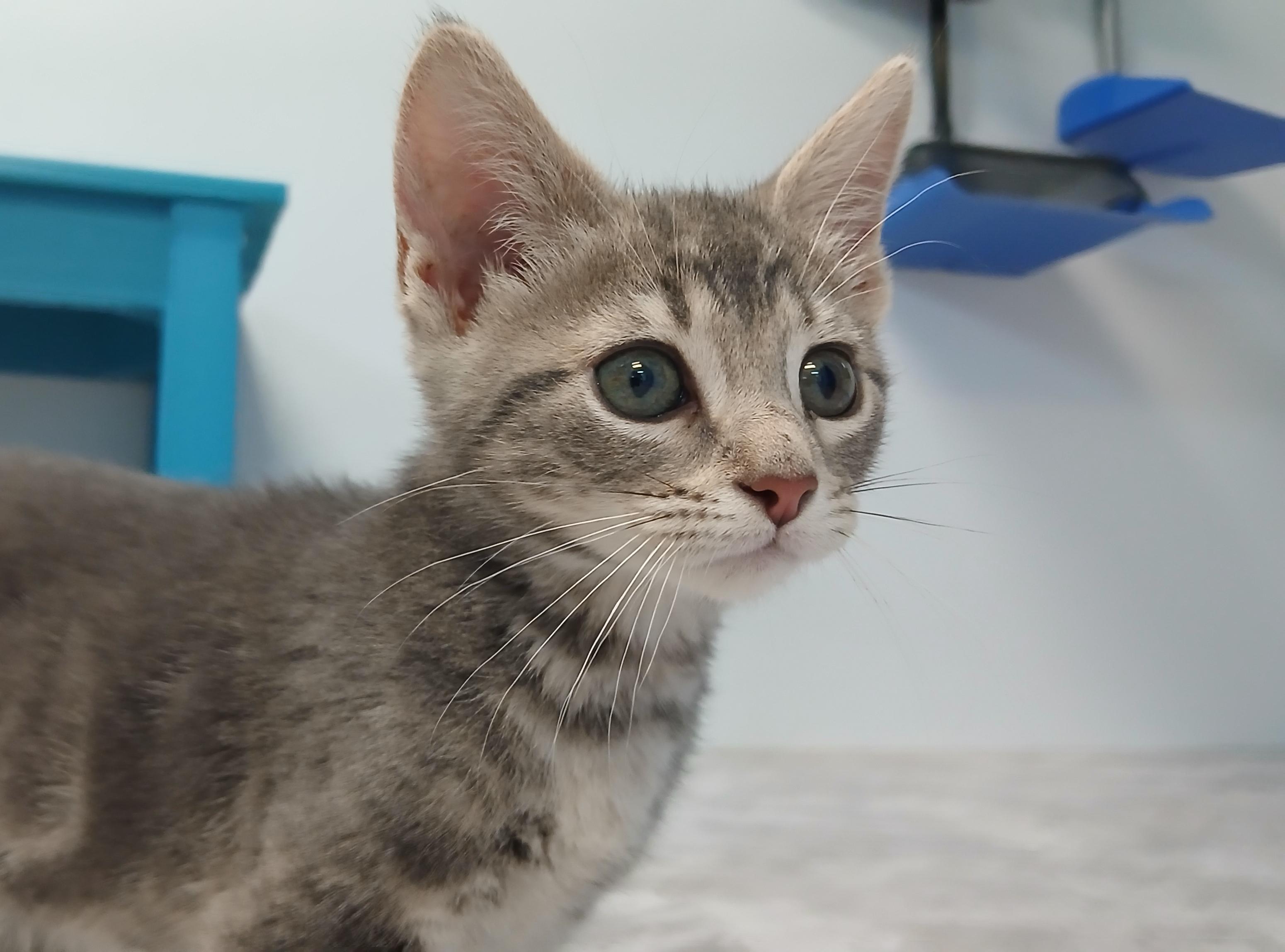 Enlarge Dior, an adopted Domestic Short Hair in Cullowhee, NC image 1/6