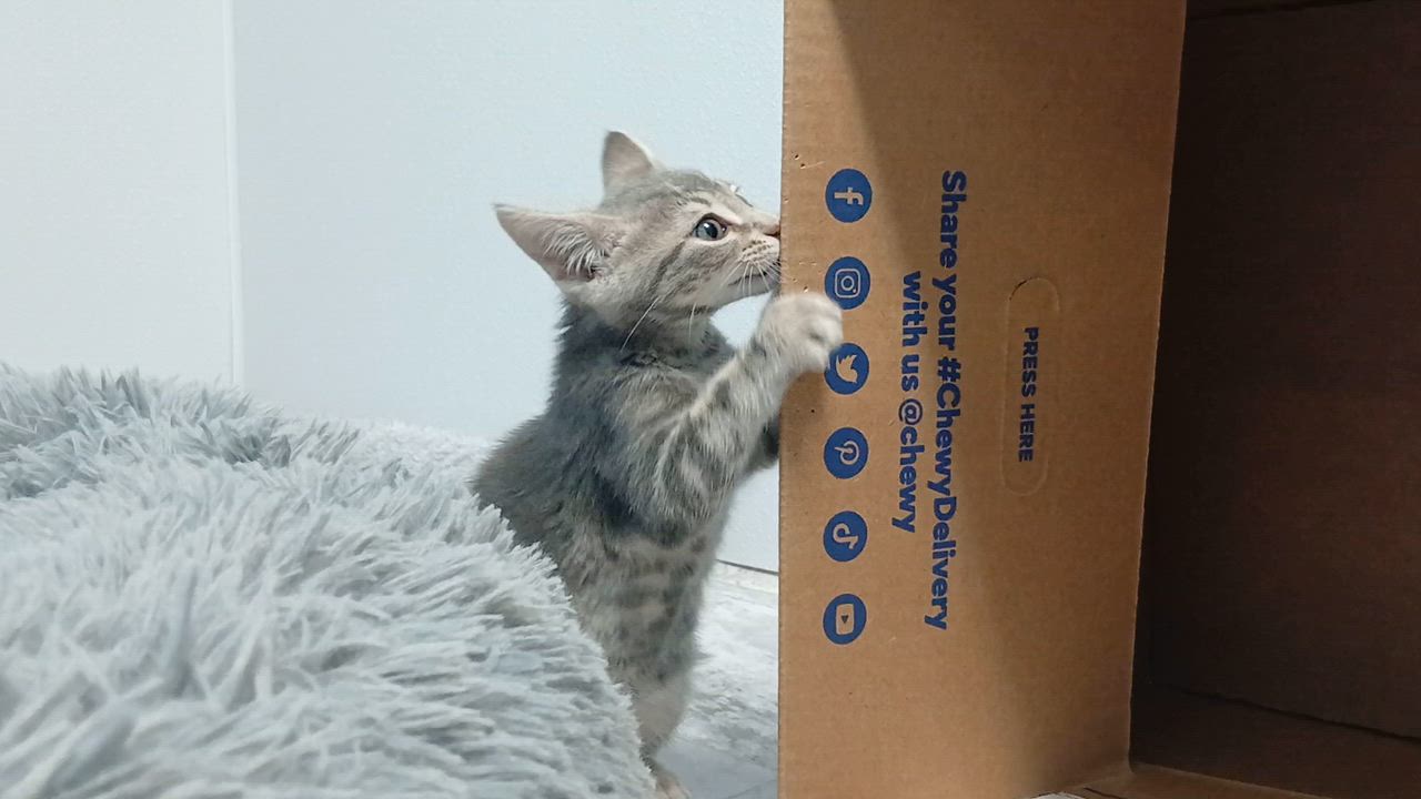 Enlarge Dior, an adopted Domestic Short Hair in Cullowhee, NC video 2/6