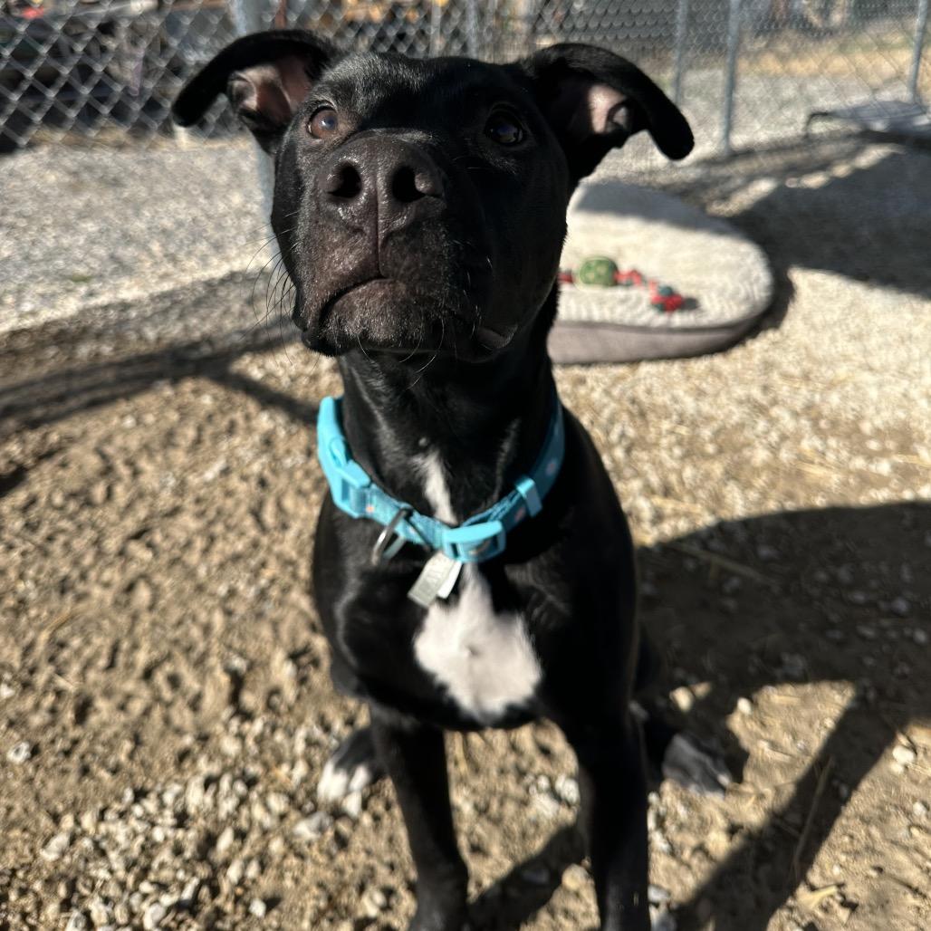 Enlarge Squirt, a Adoptable mixed breed in Spanish Fork, UT image 1/6