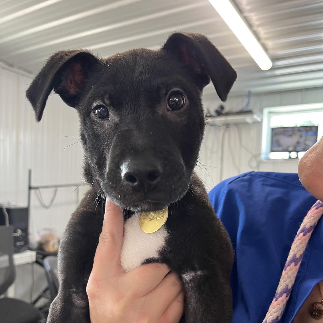 Squirt, Adoptable, Young Male Black Labrador Retriever & Pit Bull Terrier.