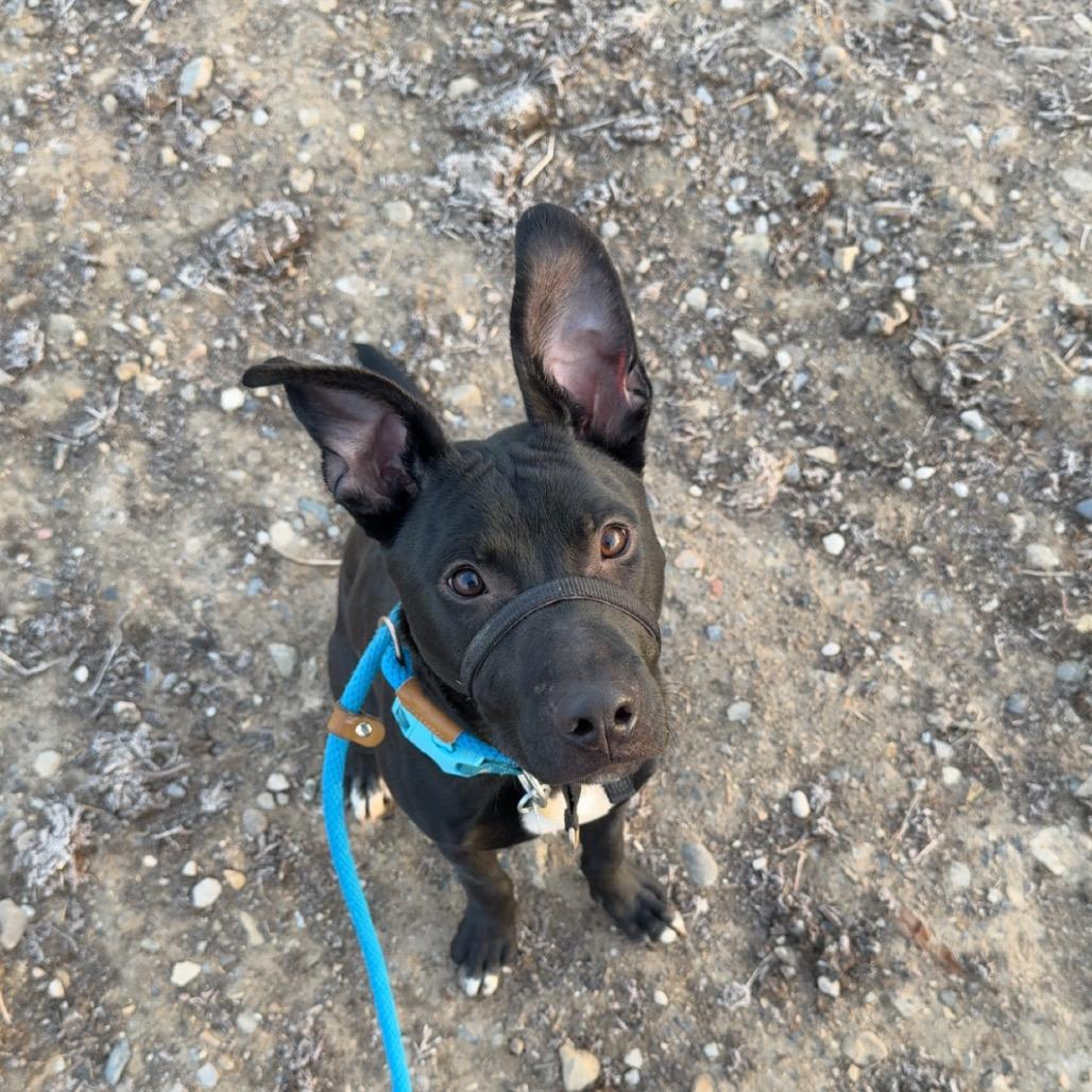 Enlarge Squirt, a Adoptable mixed breed in Spanish Fork, UT image 3/6