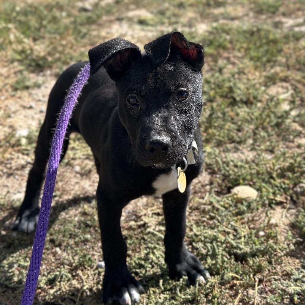 Enlarge Squirt, a Adoptable mixed breed in Spanish Fork, UT image 3/6
