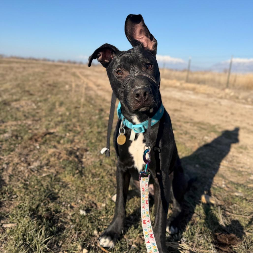 Enlarge Squirt, a Adoptable mixed breed in Spanish Fork, UT image 4/6