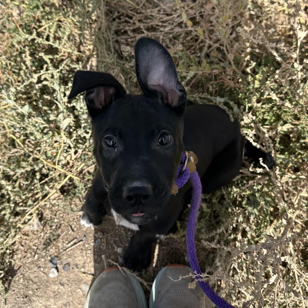Enlarge Squirt, a Adoptable mixed breed in Spanish Fork, UT image 5/6