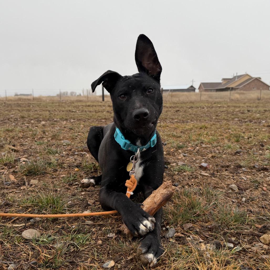 Enlarge Squirt, a Adoptable mixed breed in Spanish Fork, UT image 5/6