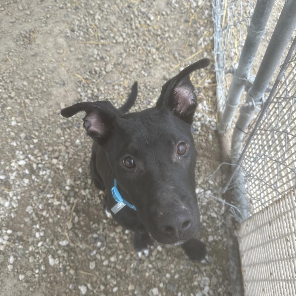 Enlarge Squirt, a Adoptable mixed breed in Spanish Fork, UT image 6/6