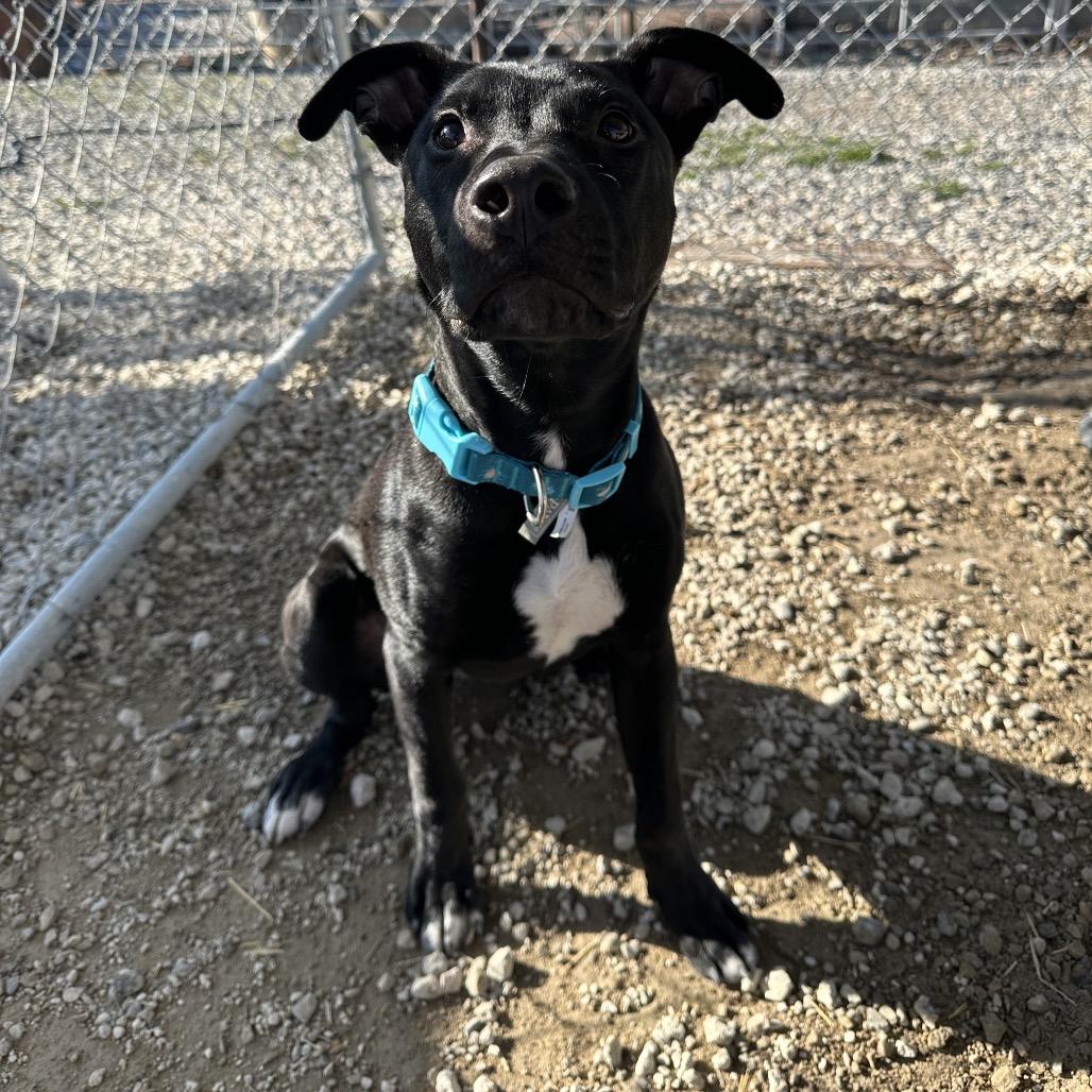 Enlarge Squirt, a Adoptable mixed breed in Spanish Fork, UT image 6/6