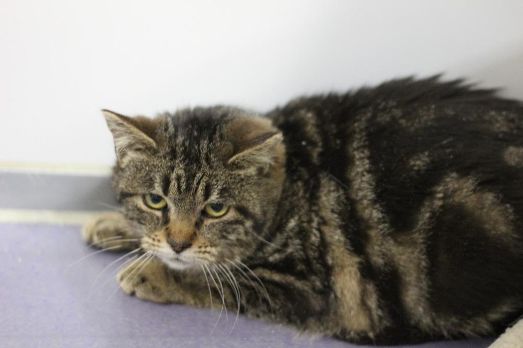 Enlarge Tabitha, a Adoptable mixed breed in Rockford, IL image 1/2