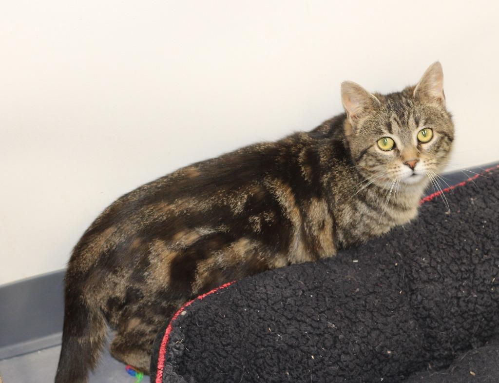 Tabitha, a Adoptable mixed breed in Rockford, IL image 1/4