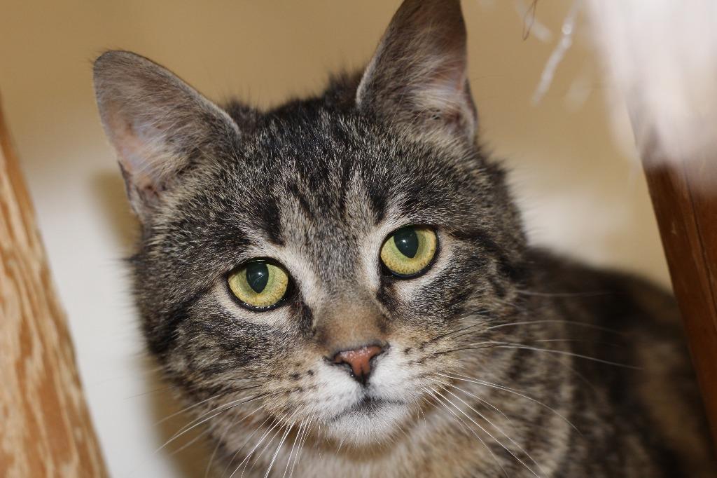 Tabitha, a Adoptable mixed breed in Rockford, IL image 3/4